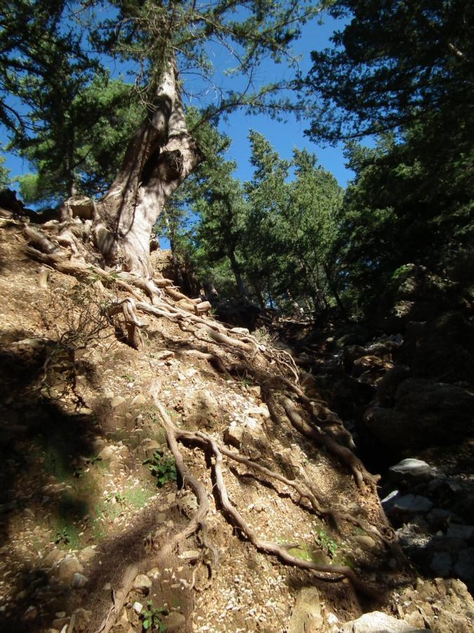 Émbonas Echo Traditional House - Ηχώ Παραδοσιακό Σπίτι מראה חיצוני תמונה
